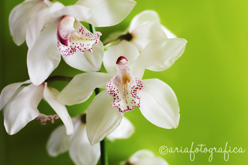 orchidea