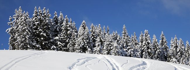 neve alberi