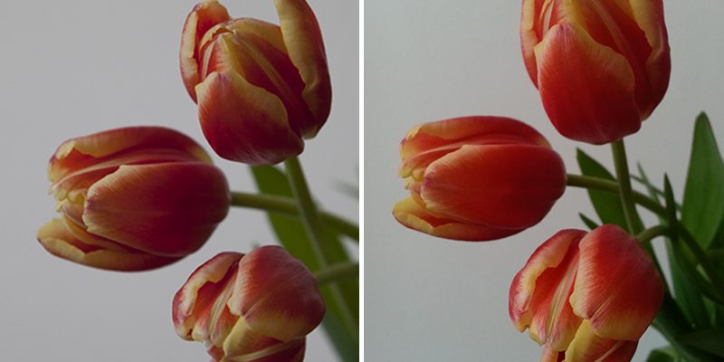 tulipani