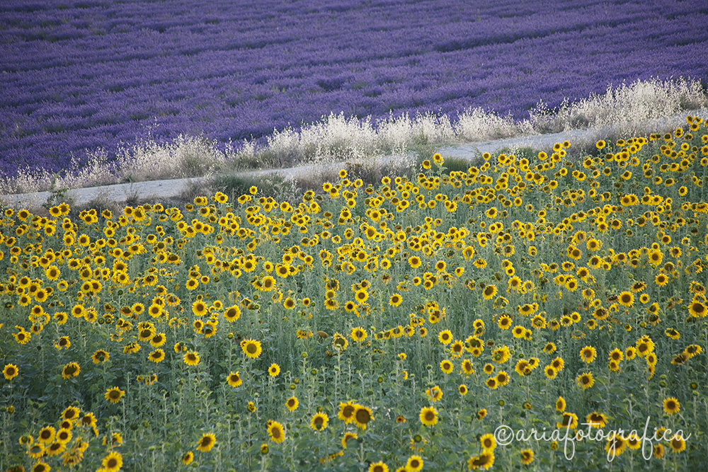 campi lavanda girasole