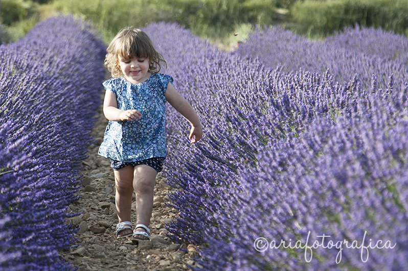 iris_lavanda