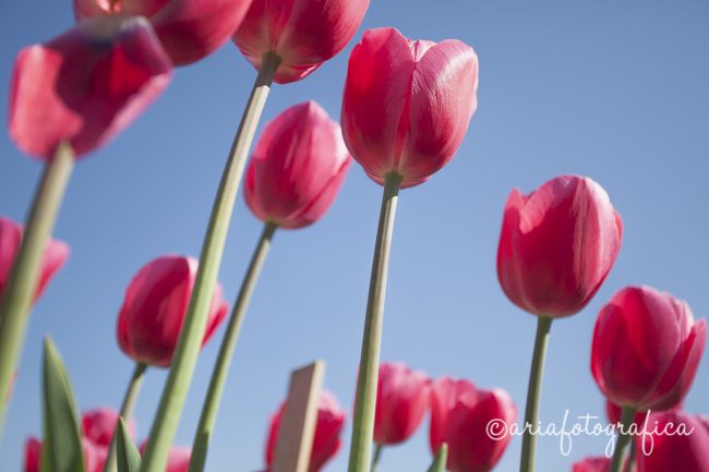 Tulipani05